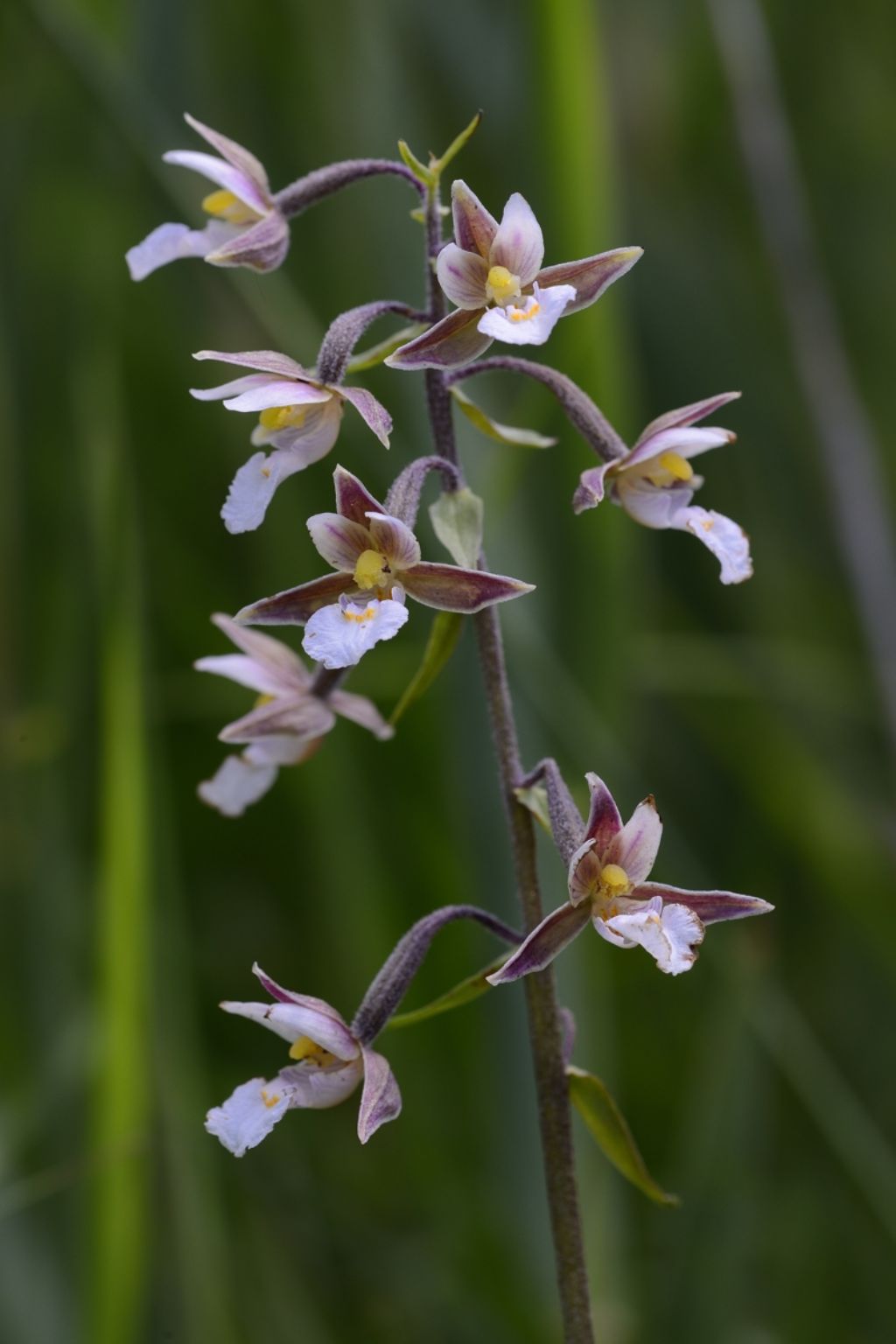 Epipactis  palustris